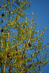 Baum, Lärche, Natur, Frühling, Himmel