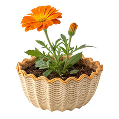 Scalloped rattan pot with marigold isolated on white background