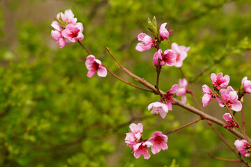 Blüte, Natur, Frühling, Farbe, Anblick