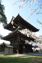 春の清涼寺　仁王門　京都市右京区嵯峨