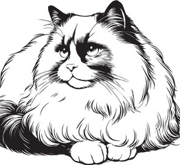 Black and White Ragdoll Cat Vector	
