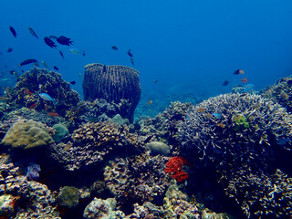 Coral reef underwater. A section of coral reef with fish in a clear transparent sea.