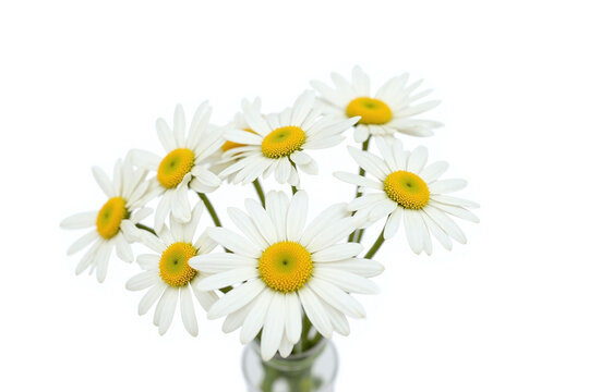 bunch of white daisies in a vase on a white background