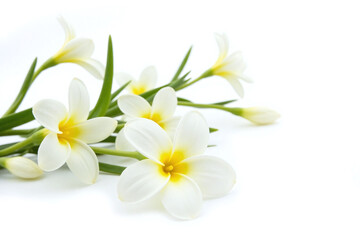 Obraz premium bunch of white flowers sitting on top of a table1