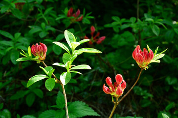 Pflanze, Blume, Blüte, Rhododendron, Frühling