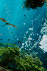 Meksykańska cenota © Katarzyna