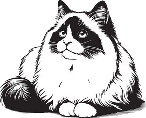 Black and White Ragdoll Cat Vector	
