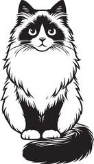 Black and White Ragdoll Cat Vector	