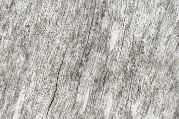 Grey bark pattern on a dead tree