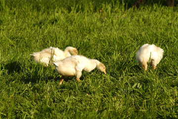 G&ouml;ssel, Jungvogel, Wiese, Freiland, Vogel