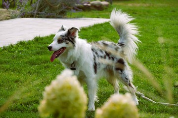 Australian Shepherd with merle coloring stands in a green garden with its tongue out, near white hydrangea blossoms