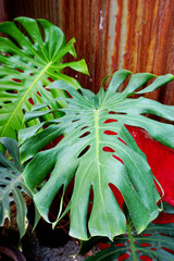 Monstera plant at rusty wall in garden