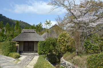 春の嵯峨野　茅葺屋根の民家と桜　京都市右京区嵯峨