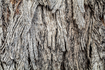 Patterned bark on native Australian tree