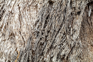 Organic bark texture of grey box