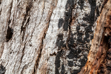 Abstract texture from eucalyptus bark