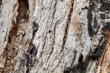 Abstract texture from grey box eucalyptus bark