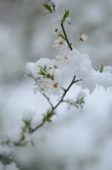 
April flowers in the snow
