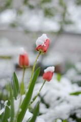 
April flowers in the snow