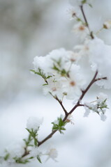 
April flowers in the snow