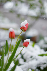 
April flowers in the snow