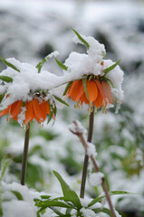 
April flowers in the snow