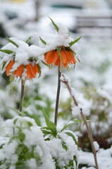 
April flowers in the snow