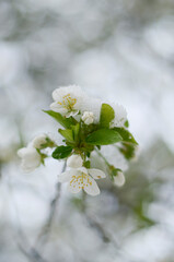 
April flowers in the snow
