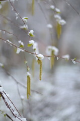 
April flowers in the snow