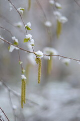 
April flowers in the snow