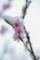 
April flowers in the snow
