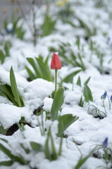 
April flowers in the snow