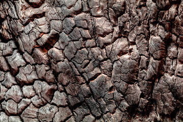Bushfire aftermath - bark surface