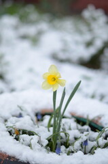 
April flowers in the snow