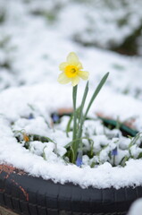 
April flowers in the snow