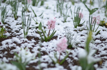 
April flowers in the snow