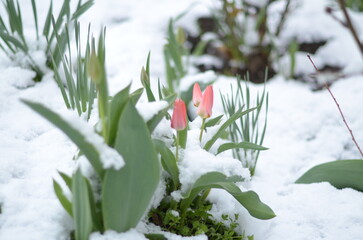 
April flowers in the snow