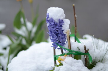
April flowers in the snow