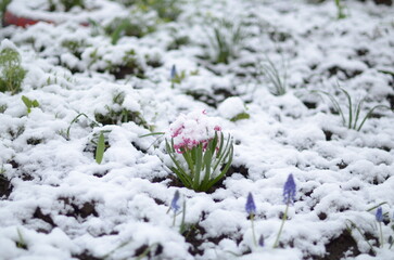 
April flowers in the snow