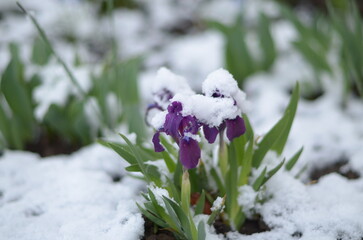 
April flowers in the snow