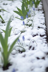 
April flowers in the snow