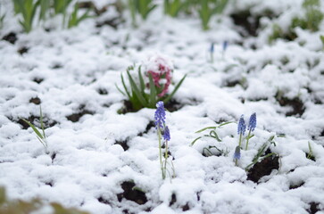 
April flowers in the snow