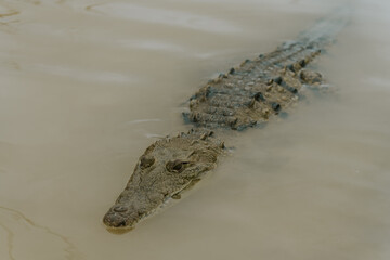 Krokodyl