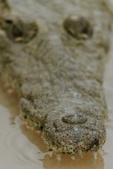 Krokodyl