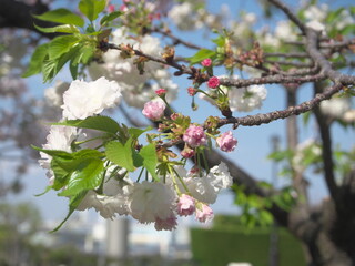 春待ち花