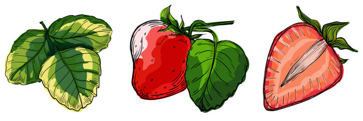 Artistic strawberry illustrations in rich colors. Hand-drawn and isolated vector elements perfect for nature-inspired designs or fruit-themed artwork.