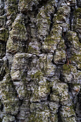 Tree bark texture closeup. Natural background.