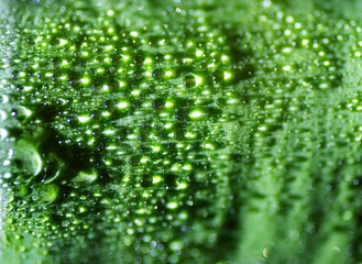 Green leaf with water drops, selective focus with shallow depth of field.