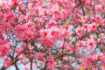 トキワマンサク_b