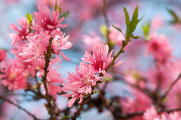 トキワマンサク_c